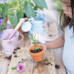 Little Dutch Truskawka do samodzielnej uprawy