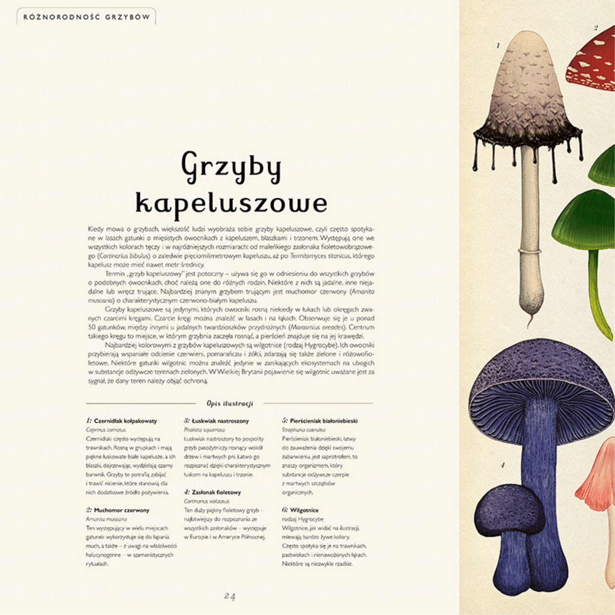 Dwie Siostry Fungarium Muzeum Grzybów