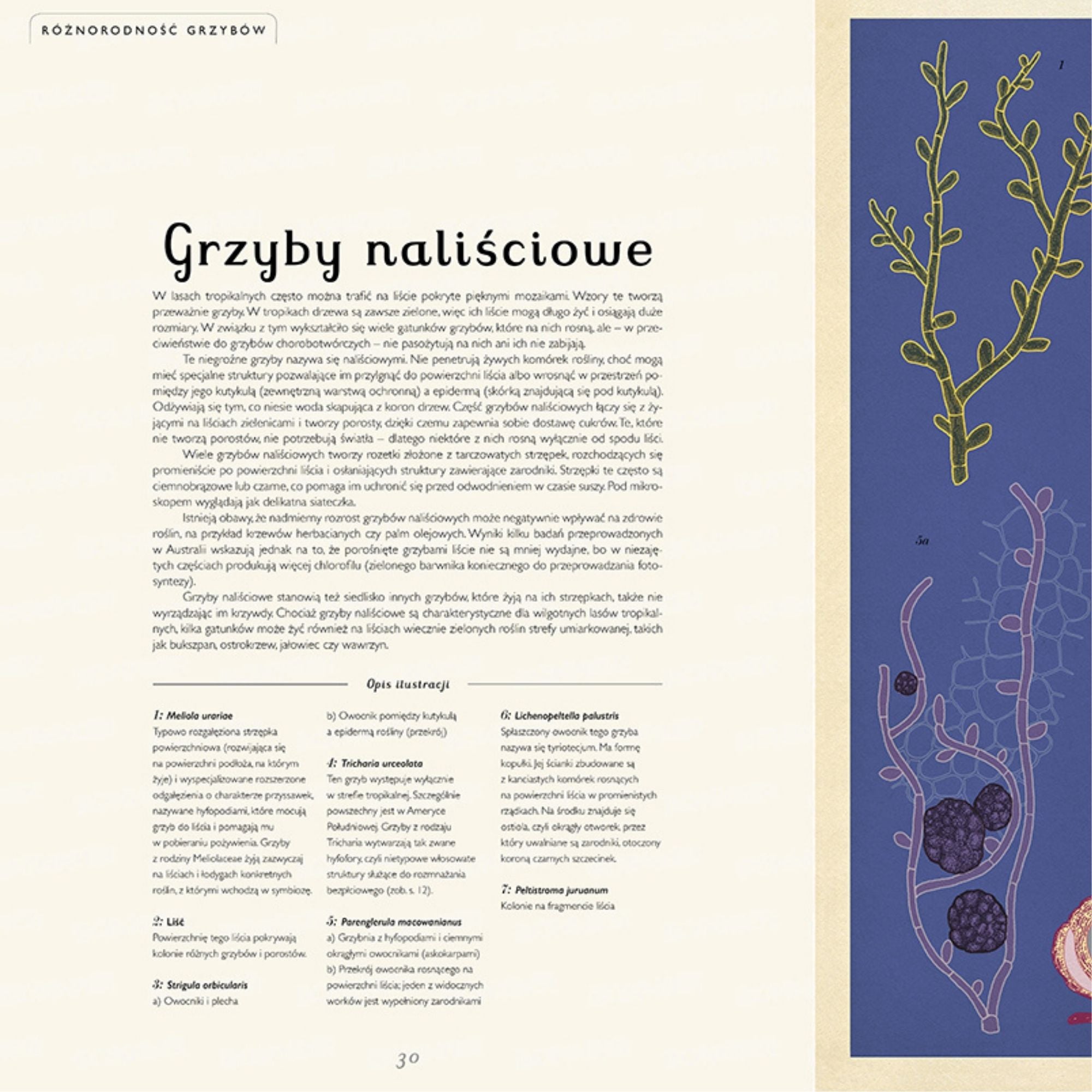 Dwie Siostry Fungarium Muzeum Grzybów