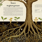 Dwie Siostry Fungarium Muzeum Grzybów