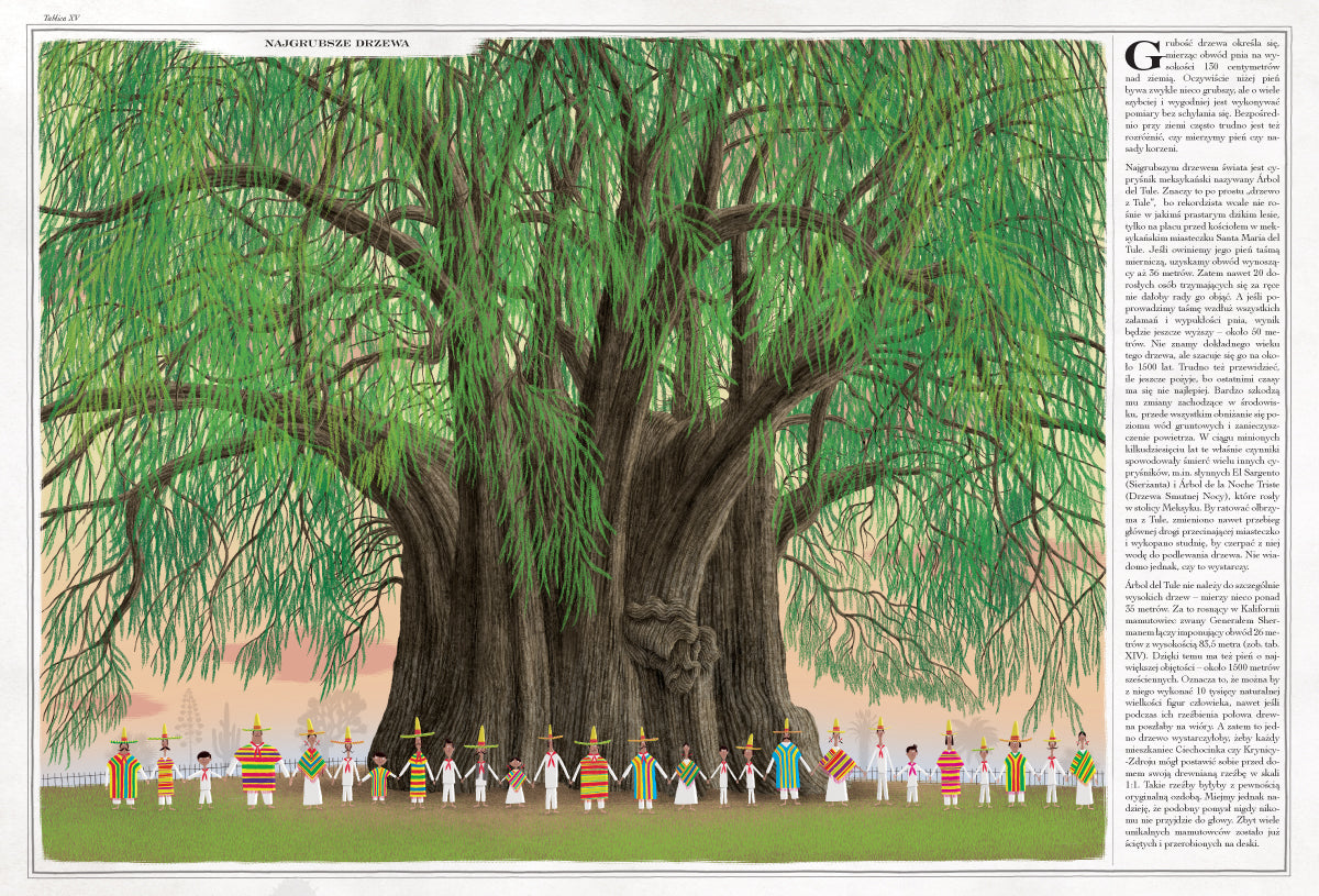 Wydawnictwo Dwie Siostry Książka dla dzieci Drzewa