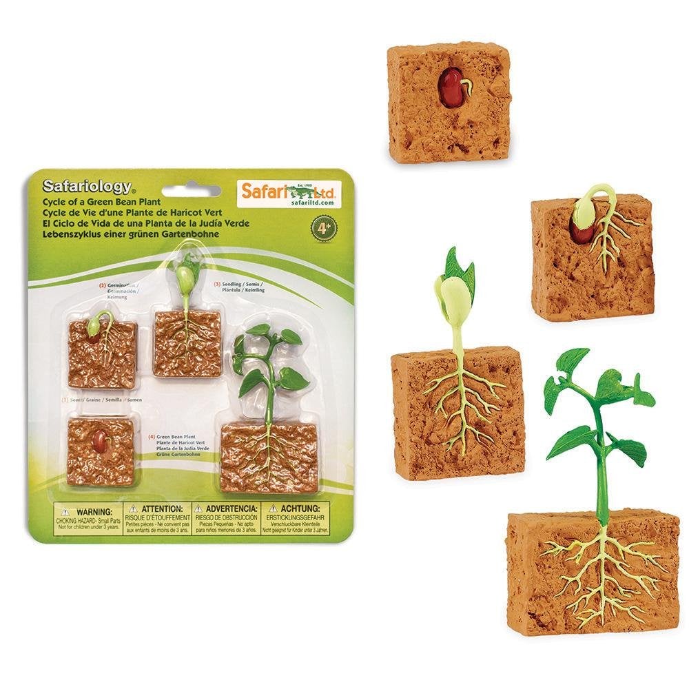 Safari Ltd Zestaw figurek Montessori Cykl rozwojowy fasoli - 4kidspoint.pl