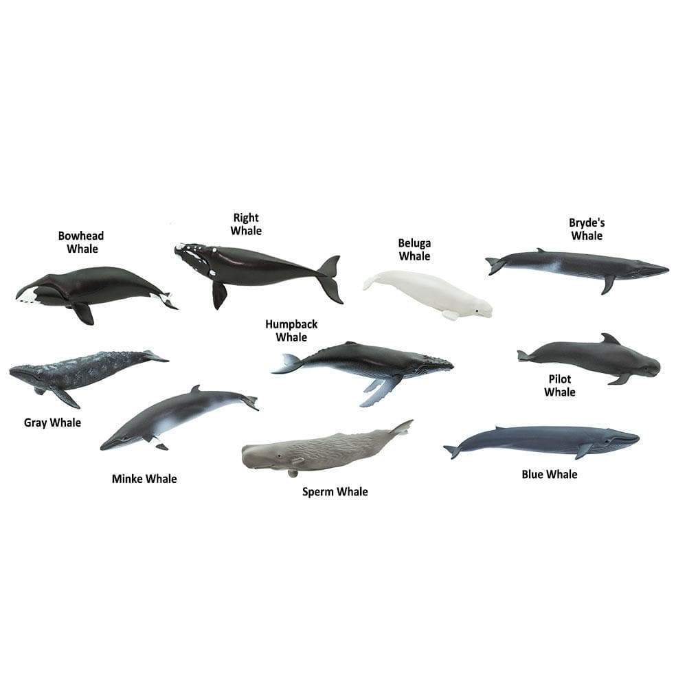 Safari Ltd Zestaw figurek Montessori Wieloryby