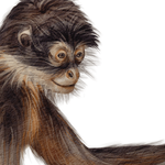 PASTELOVELOVE Tapeta na ścianę dla dzieci na wymiar Cheeky monkeys