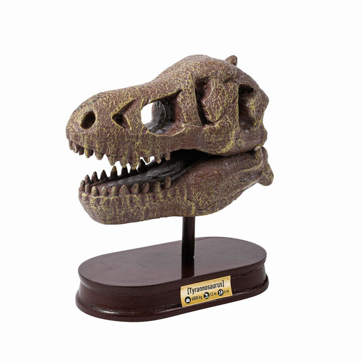 Buki Muzeum czaszek dinozaura Wykopaliska dla dzieci Tyranozaur