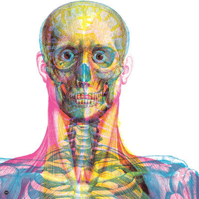 Wydawnictwo Dwie Siostry Gabinet anatomii książka dla dzieci