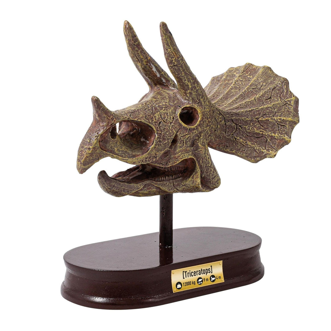 Buki Muzeum czaszek dinozaura Wykopaliska dla dzieci Triceratops