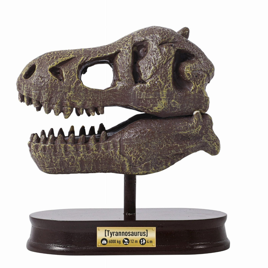 Buki Muzeum czaszek dinozaura Wykopaliska dla dzieci Tyranozaur