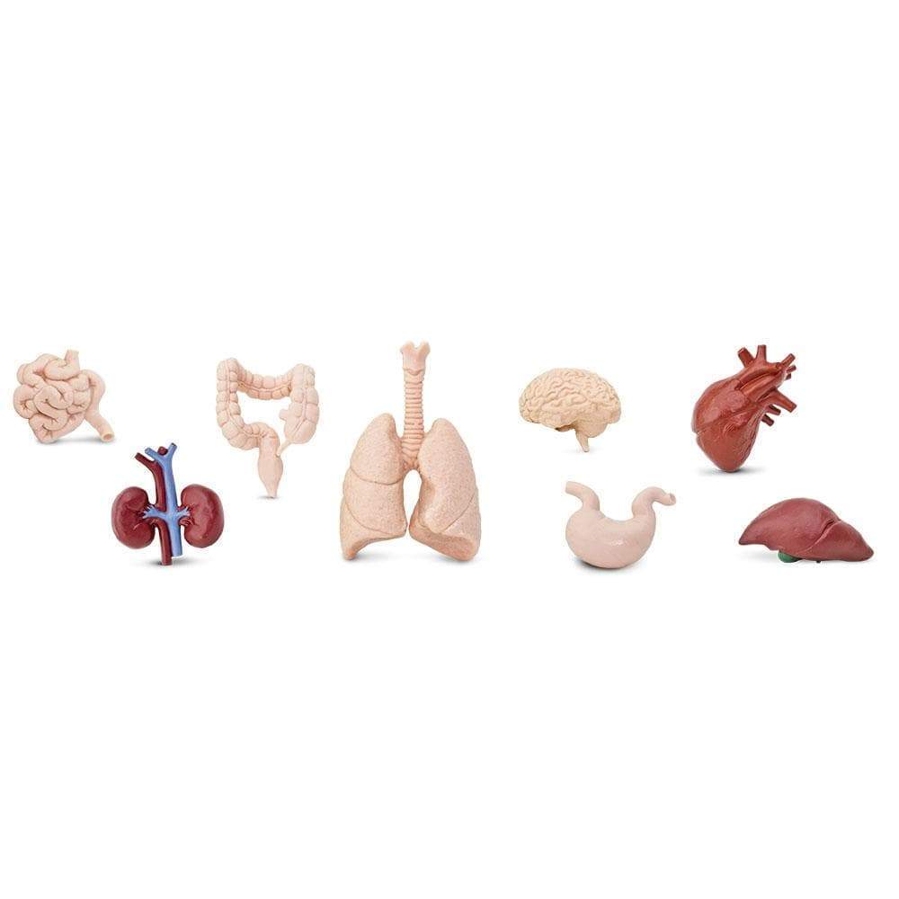 Safari Ltd Figurki Części ciała organy wewnętrzne