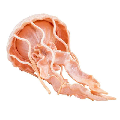 Safari Ltd Figurka Meduza - 4kidspoint.pl