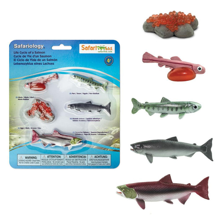 Safari Ltd Edukacyjny zestaw Cykl życia łososia