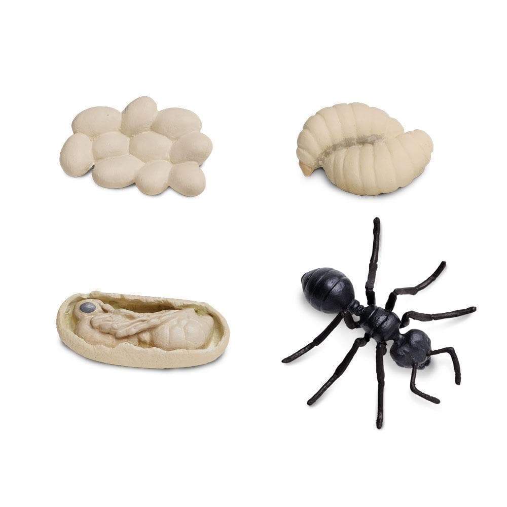 Safari Ltd Zestaw figurek Montessori Cykl życia mrówki - 4kidspoint.pl