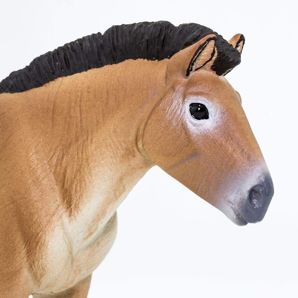 Safari Ltd Figurka Konia Przewalskiego
